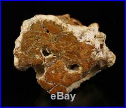 4.2 PETRIFIED WOOD BRANCH Carved Crystal Skull Sculpture, Healing #963