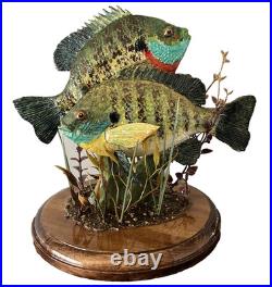 Blue gills, male and female blue gills, pan fish, crappies, sunfish Blue gills, male and female blue gills, pan fish, crappies, sunfish