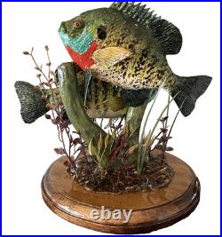 Blue gills, male and female blue gills, pan fish, crappies, sunfish Blue gills, male and female blue gills, pan fish, crappies, sunfish