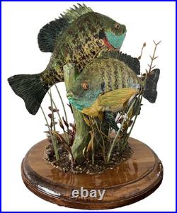 Blue gills, male and female blue gills, pan fish, crappies, sunfish Blue gills, male and female blue gills, pan fish, crappies, sunfish