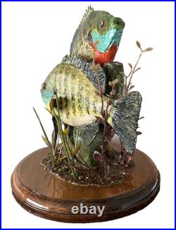 Blue gills, male and female blue gills, pan fish, crappies, sunfish Blue gills, male and female blue gills, pan fish, crappies, sunfish