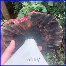 Chainsaw Carving Mushroom Wood Carving Fairy Fantasy Art Garden Mushrooms Cedar Chainsaw Carving Mushroom Wood Carving Fairy Fantasy Art Garden Mushrooms Cedar