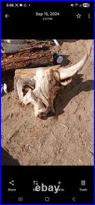 Chainsaw wood carving sculpture everything's for sale or you can have one made