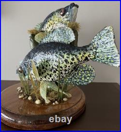 Crappie, pan fish, black crappie, frshwater fish