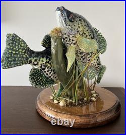 Crappie, pan fish, black crappie, frshwater fish