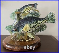 Crappie, pan fish, black crappie, frshwater fish