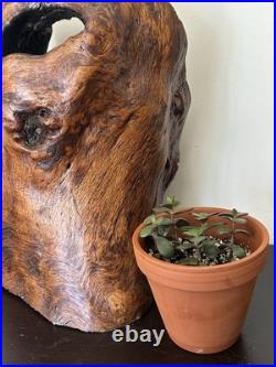 Natural Burl Wood Sculptural Form Organic Modern Decor One of a Kind 19 Natural