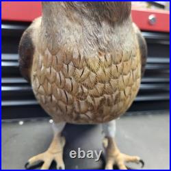 Rare Hand Carved Red Tail Hawk Statue By S. Cukowski Hyper Realistic Design
