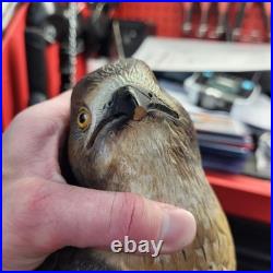 Rare Hand Carved Red Tail Hawk Statue By S. Cukowski Hyper Realistic Design