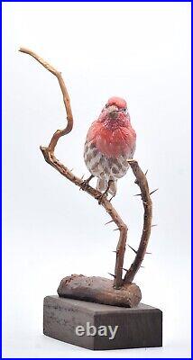 Red House Finch Bird life size Wood Carving /Sculpture