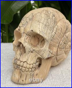 Solid Carved Wooden Human Skull with Snail Design Carved Skull Figure Big Size