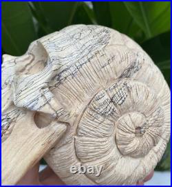 Solid Carved Wooden Human Skull with Snail Design Carved Skull Figure Big Size