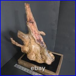Stunning 100+ yr old Burl Wood Root Sculpture One-of-a-Kind Natural Art Piece