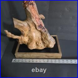 Stunning 100+ yr old Burl Wood Root Sculpture One-of-a-Kind Natural Art Piece