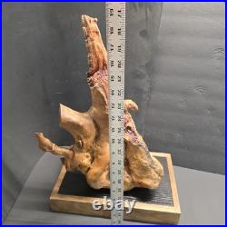 Stunning 100+ yr old Burl Wood Root Sculpture One-of-a-Kind Natural Art Piece