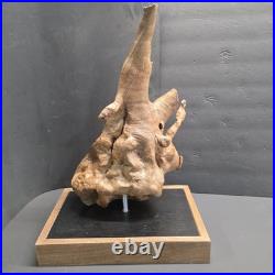 Stunning 100+ yr old Burl Wood Root Sculpture One-of-a-Kind Natural Art Piece