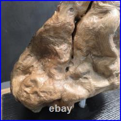 Stunning 100+ yr old Burl Wood Root Sculpture One-of-a-Kind Natural Art Piece