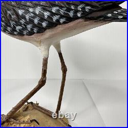 Two Long Billed Curlew Shorebirds Hand Carved Realistic Matched Pair