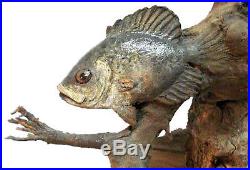 Under World Original Bass Perch Fish Water Wood Carving Sculpture Rick Cain