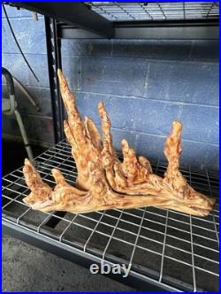 Unique Cypress Knees Art Sculpture 23 long x 23tall natural wood art