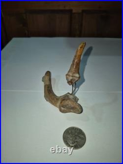 Vintage Hand Carved Driftwood Carving Shore Bird wire legs Sculpture SC
