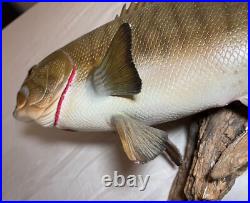 Vintage handmade EG carved wood smallmouth bass wall fish mount trophy sculpture Vintage handmade EG carved wood smallmouth bass wall fish mount trophy sculpture