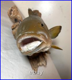 Vintage handmade EG carved wood smallmouth bass wall fish mount trophy sculpture Vintage handmade EG carved wood smallmouth bass wall fish mount trophy sculpture